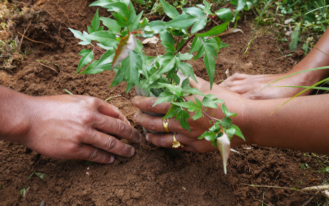 How To Lower Your Carbon Footprint With Tala